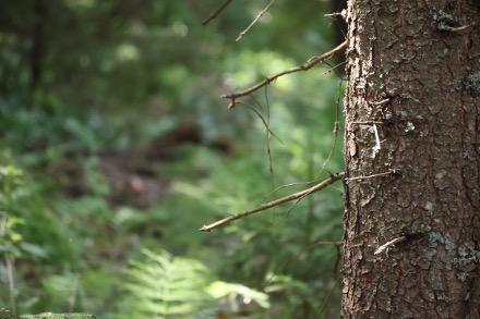 lähikuva puusta, taustalla metsää